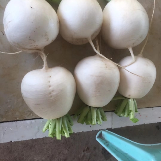 渠县圆萝卜