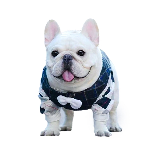 郓城县拉布拉多幼犬纯种活体奶白色黑色咖啡色导盲犬巡回神犬小七宠物狗