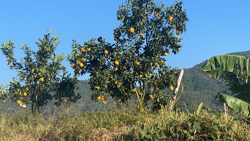 红美人成熟啦。专业出口基地680亩红美人沃柑 欢迎咨询