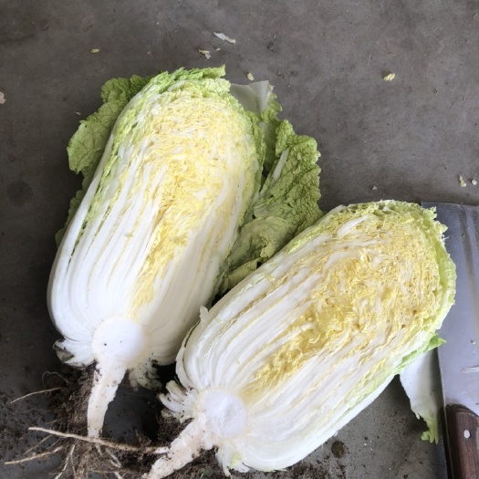 海安市黄心矮颗白菜