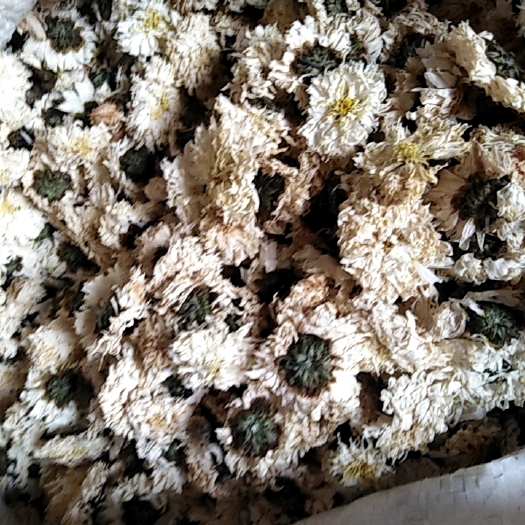 西安黄山贡菊