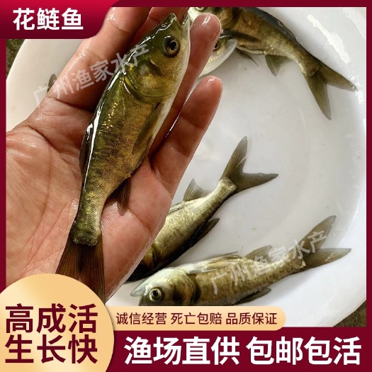 现苗发货 花鲢鱼苗 大头鱼苗 雄鱼苗 鳙鱼苗 胖头鱼苗 包邮