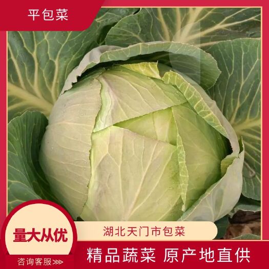天门市平包菜 湖北天门市包菜
