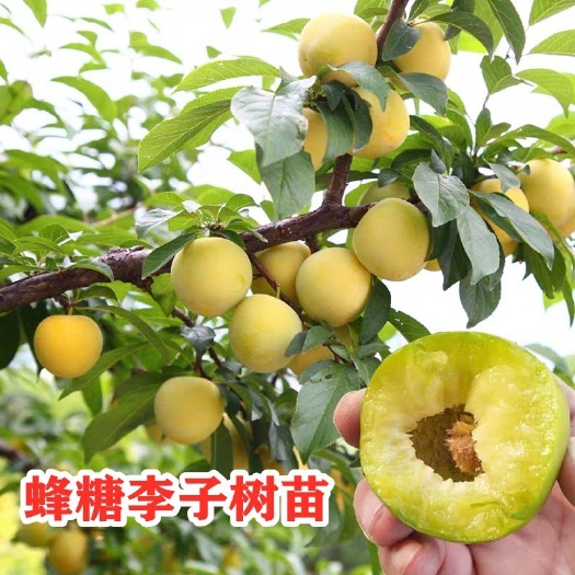 武陟县李子苗批发。李子树苗批发。各种规格都有，自家苗圃培育。