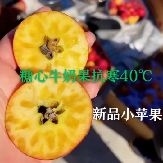 牛奶果苗  新品种抗寒40℃  牛奶小苹果苗