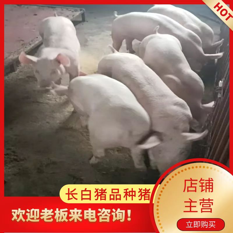 大方县长白猪  品种猪