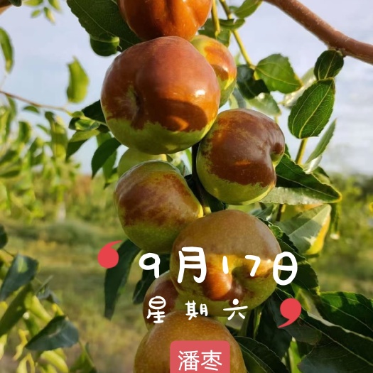 蟠枣苗