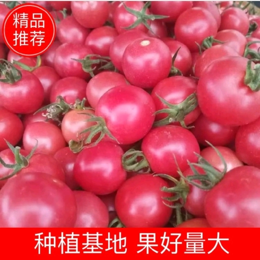 济南千玺圣女果粉贝贝