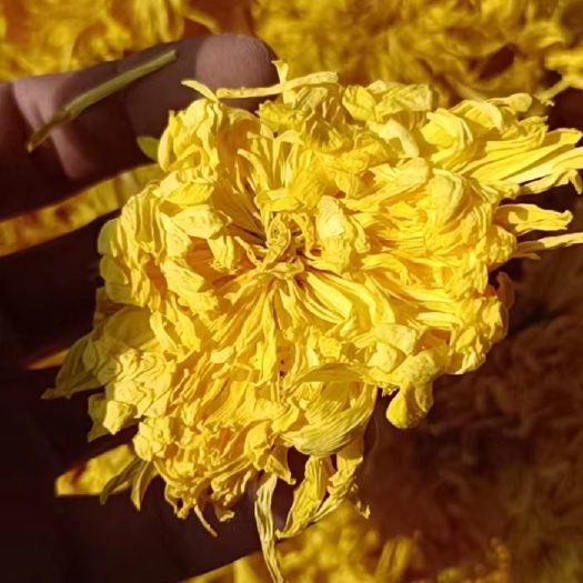 柘城县金丝皇菊花
