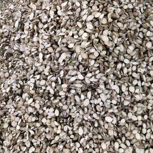 昌宁县桑枝干片统货2500/吨产地云南保山，可代分拣上筛