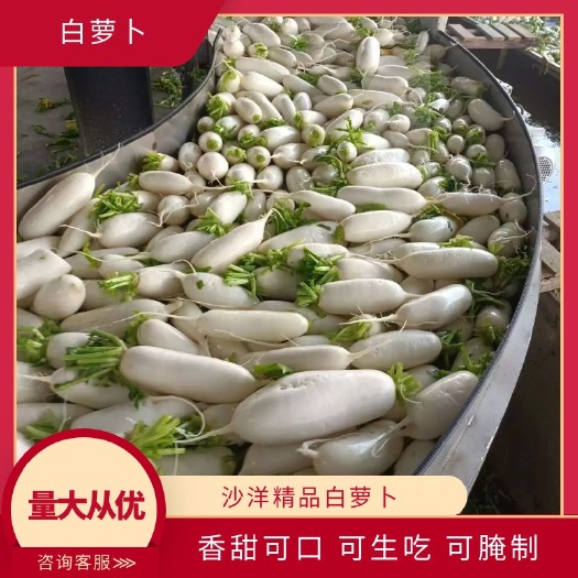 天门市沙洋白萝卜 三排 四排 五排 全国大量供应