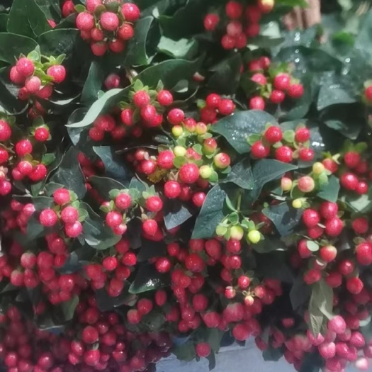 昆明红豆切花火龙珠5-10株每把