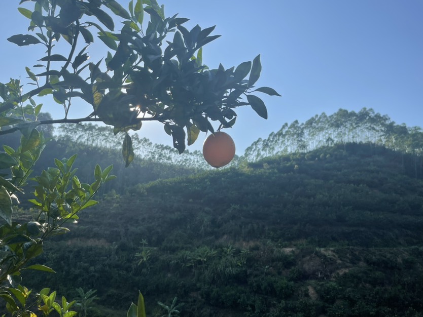 红美人成熟啦。专业出口基地680亩红美人沃柑 欢迎咨询