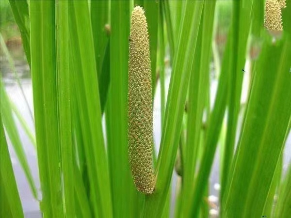 柳河县菖蒲苗