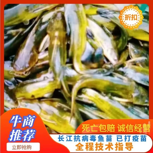 黄辣丁鱼苗，黄桑鱼苗，优质杂交新品种，，货到付款，全程技术指