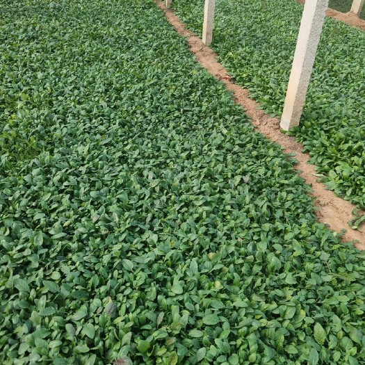 长沙美丽月见草  美丽月见草多少生植物