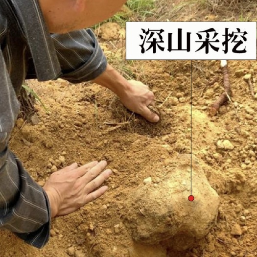 楚雄市白茯苓