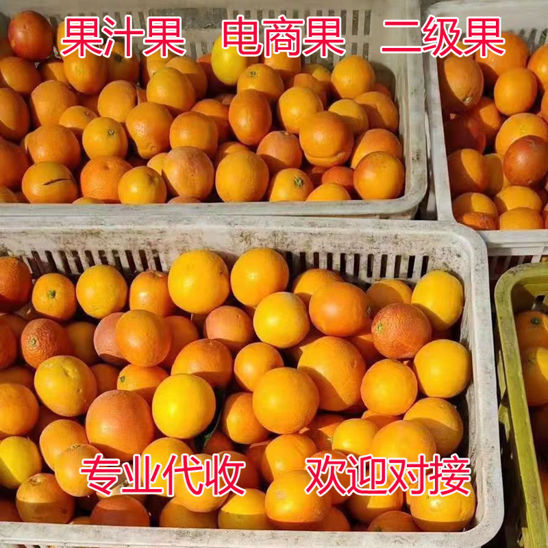 秭归县橙子电商果社区团购次果优质二级果，果汁果，质量保证量大从优