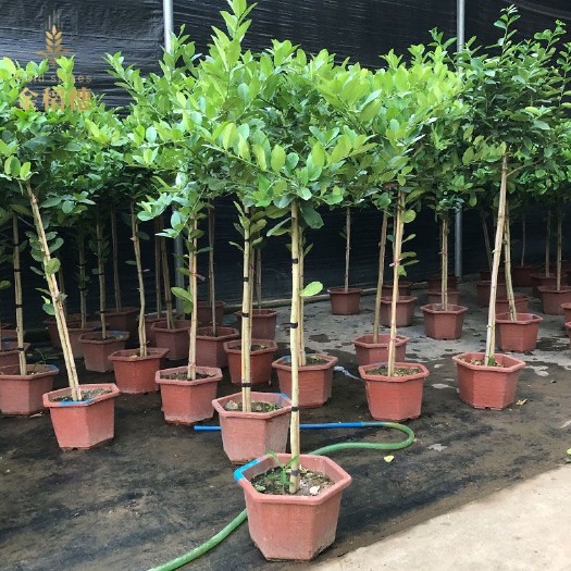 杭州柠檬树香水盆栽大型植物客厅食用网红花卉四季结果绿植大耐寒好养