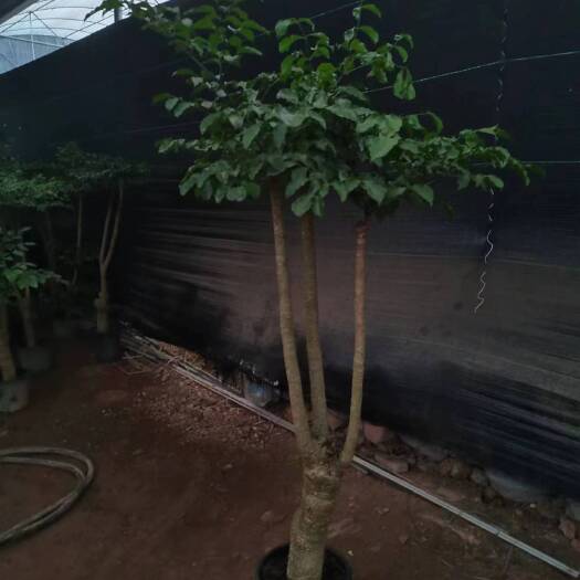 成都幸福树盆栽