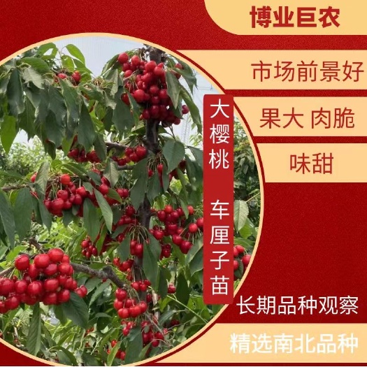 景东县大樱桃苗车厘子苗，南方海拔1千八起奥妙技术包结果！