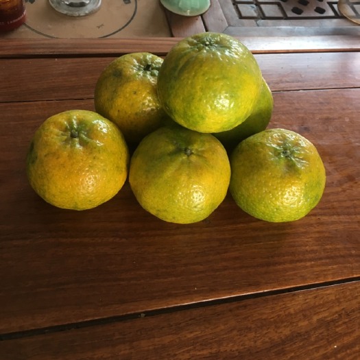 江门新会柑，圈枝，驳枝
