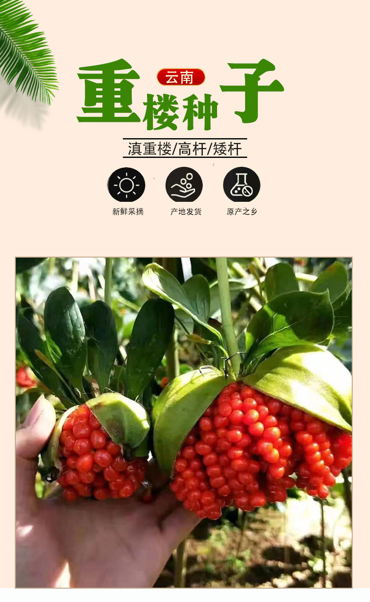 云南【重楼种子】滇重楼种子1斤/矮杆多芽/品种好产地发货