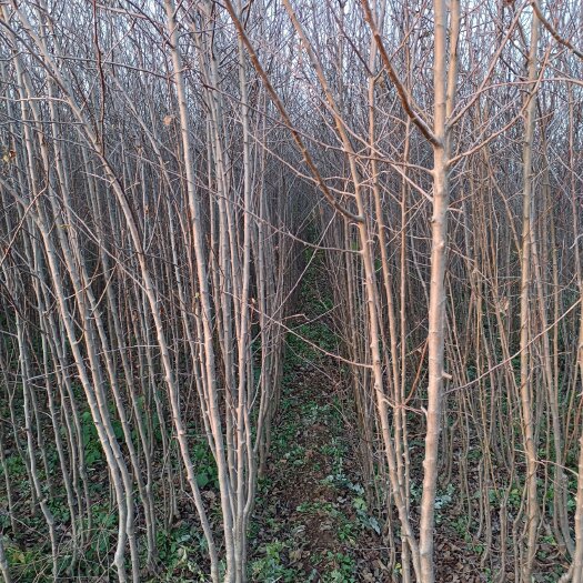 二次嫁接矮化苹果苗，条红，片红，1公分粗以上2.5元