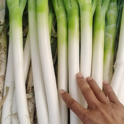 安丘市铁杆大葱大量有货
