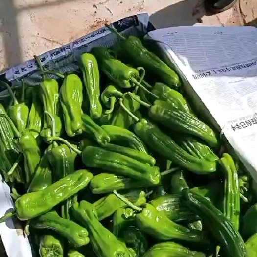 徐闻县薄皮椒螺丝椒