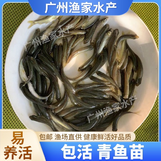 广州青鱼苗 黑鲩鱼 螺丝青鱼苗 灰鲩鱼苗 产地直销 鱼苗批发包邮
