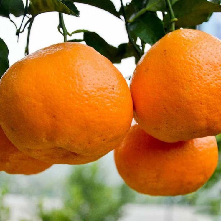平邑县明日见柑橘苗 苗子粗壮 根系发达 成活率高现挖现发