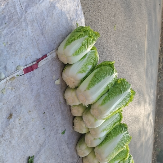 梁山县白菜，北京三号白菜，叶绿