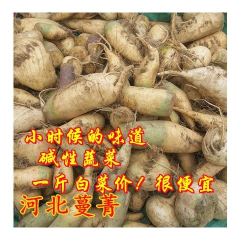 晋州市蔓菁  甜疙瘩  人参蔓