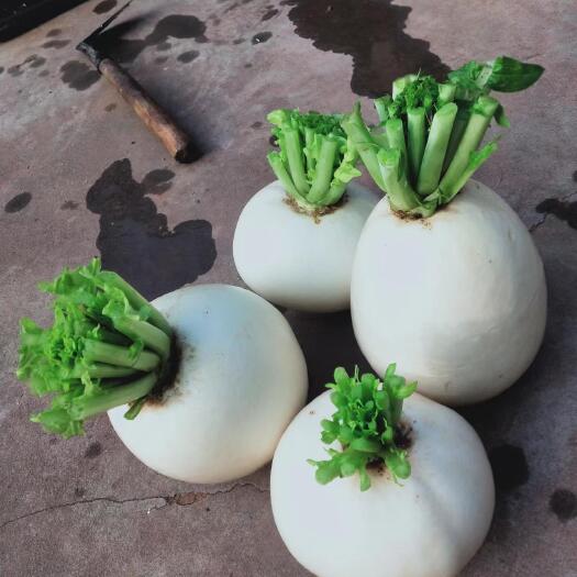 眉山圆白萝卜