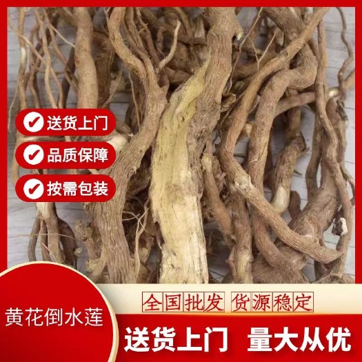 玉林黄花倒水莲 黄花远志 吊黄 倒吊黄花 观音串 一身保暖