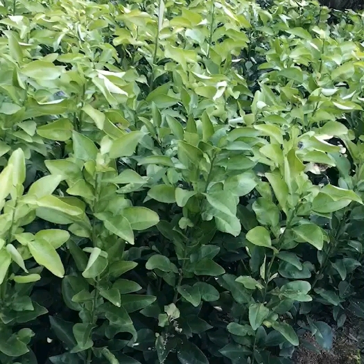 上饶马家柚苗木