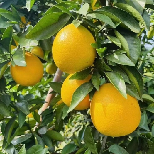 菏泽赣南脐橙
