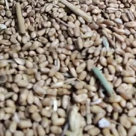 沈阳小麦