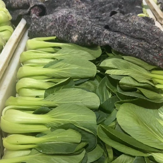 张家口小白菜原产地