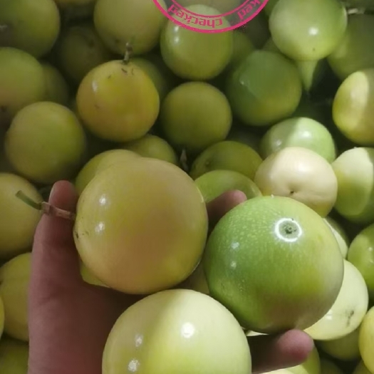 合浦县钦蜜九号鲜果美味