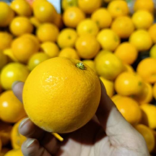 永兴县永兴冰糖橙  湖南永兴橙子合作社直供 一件代发，电商供应