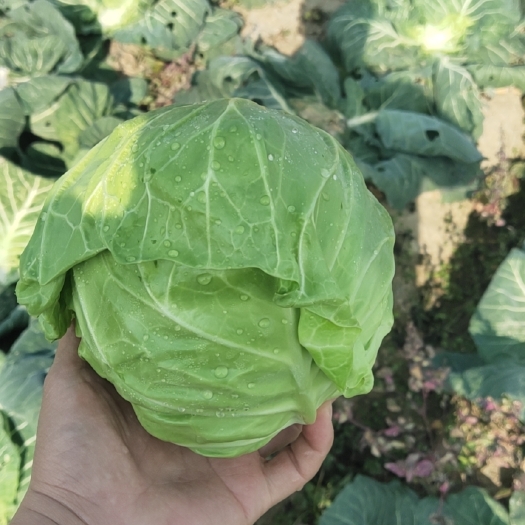 天门市包菜