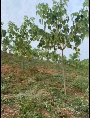 千年桐苗矿山恢复苗木，耐旱，易成活，成长快，树形好！