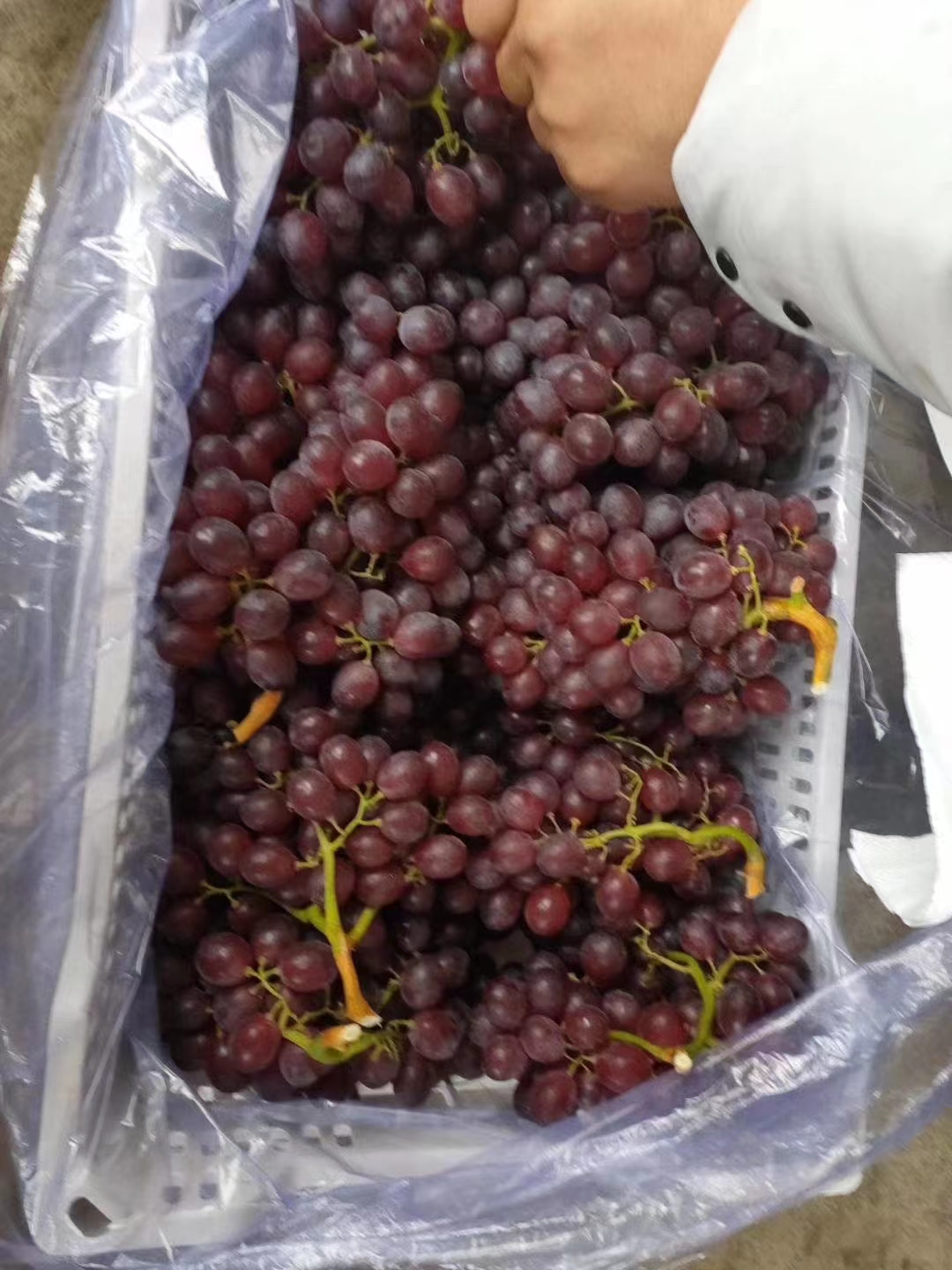 龙口市山东龙口红宝石葡萄大量出库，货源充足，质优价廉