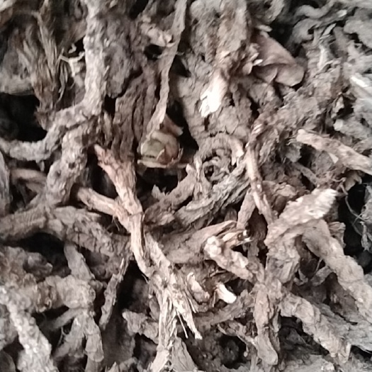 印江县中药材菖蒲