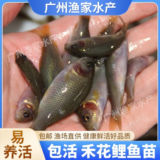 广州禾花鲤鱼苗 乌鲤鱼苗 稻田荷花鲤 ￼ 鲤鱼水花 渔场直发