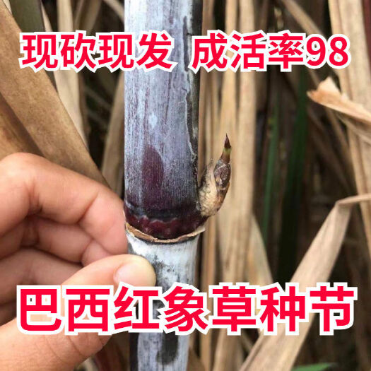 沭阳县巴西红象草种节紫色皇竹草种子四季多年生紫象草耐寒耐旱牛羊牧草