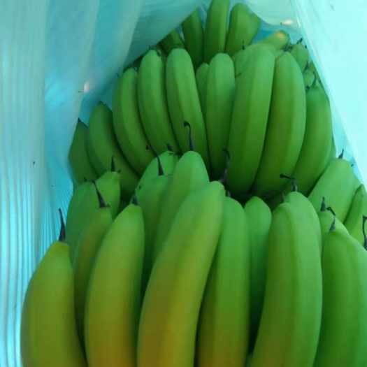 清远清远基地精品香蕉