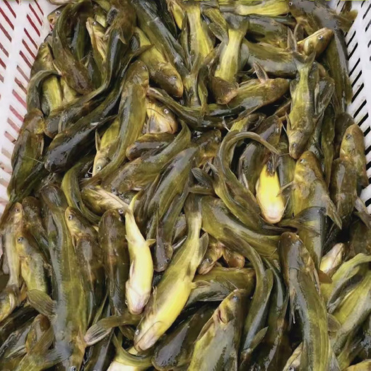 宜宾黄骨鱼苗40-50尾一斤